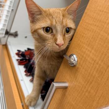 Missy -  Domestic Short Hair Cat for Adoption in Champaign, Illinois - Missy | PetCurious