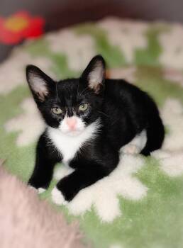 Smoke Show -  Tuxedo Cat for Adoption in Fresno, California - Smoke Show | PetCurious