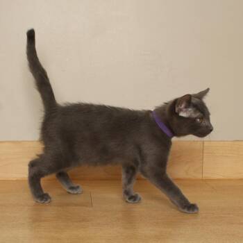 Stormy C70872 -  Domestic Short Hair Cat for Adoption in Minnetonka, Minnesota - Stormy C70872 | PetCurious