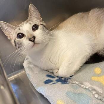 Domestic Short Hair Cats Available for Adoption in Gloucester, Virginia - Bubbie | PetCurious