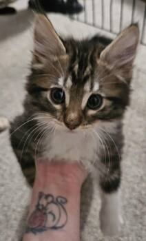 *GUAPO -  Domestic Long Hair Cat for Adoption in Woodland, California - *GUAPO | PetCurious