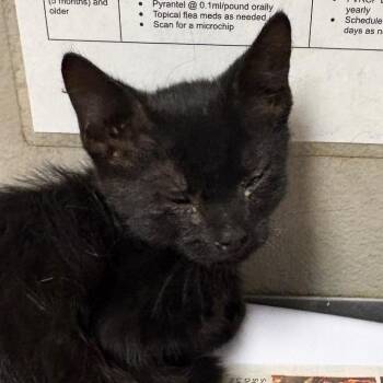 Summer -  Domestic Short Hair Cat for Adoption in Yuma, Arizona - Summer | PetCurious