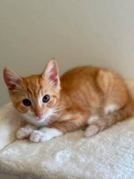 Spurs -  Domestic Short Hair Cat for Adoption in Sebastian, Florida - Spurs | PetCurious