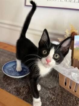 CASSIE -  Domestic Short Hair Cat for Adoption in Sacramento, California - CASSIE | PetCurious