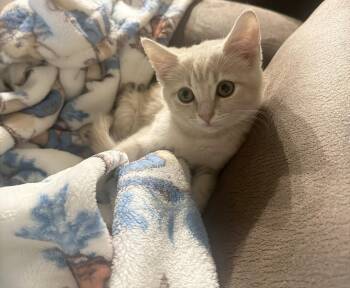 Sasha -  Domestic Short Hair Cat for Adoption in Indianapolis, Indiana - Sasha | PetCurious