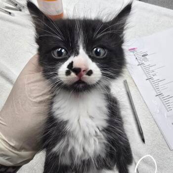 Bruce -  Domestic Short Hair Cat for Adoption in Fort Bragg, California - Bruce | PetCurious