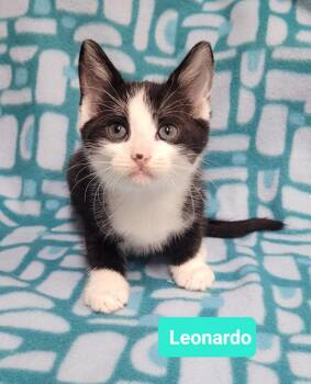 Rescue Domestic Short Hair Cats for Adoption in Richmond, Indiana - Leonardo | PetCurious