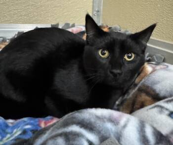 Rescue Domestic Short Hair Cats for Adoption in Tomah, Wisconsin - Ollie | PetCurious