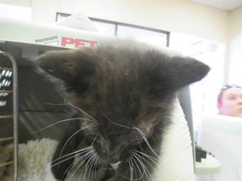 Domestic Short Hair Cats Available for Adoption in Ocala, Florida - A381120 | PetCurious