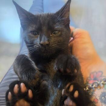Juniper -  Domestic Short Hair Cat for Adoption in Port Richey, Florida - Juniper | PetCurious