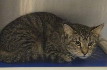 Domestic Short Hair Cats Available for Adoption in Westland, Michigan - Buffalo Chicken Mac | PetCurious