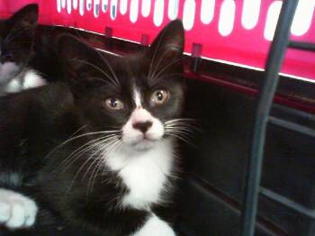 BUTTERCUP -  Domestic Short Hair Cat for Adoption in Charlotte, North Carolina - BUTTERCUP | PetCurious