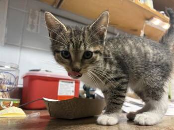 Domestic Short Hair Cats Available for Adoption - JAIME | PetCurious