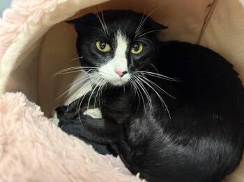 Domestic Short Hair Cats Available for Adoption in Kent, Washington - PIZZA | PetCurious