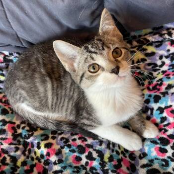 Domestic Short Hair and Tabby Cats Available for Adoption in Elmwood Park, Wisconsin - Dart | PetCurious