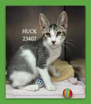 HUCK -  Domestic Short Hair Cat for Adoption in Marietta, Georgia - HUCK | PetCurious