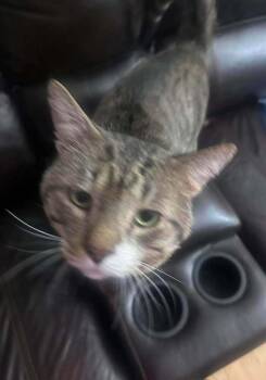 Milos -  Domestic Short Hair Cat for Adoption in Chicago, Illinois - Milos | PetCurious