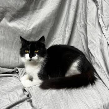Bubbles -  Domestic Medium Hair Cat for Adoption in Raleigh, North Carolina - Bubbles | PetCurious