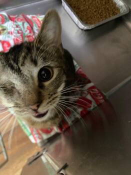 Chipmunk -  Domestic Short Hair Cat Available for Adoption in Cumming, Georgia - Chipmunk | PetCurious