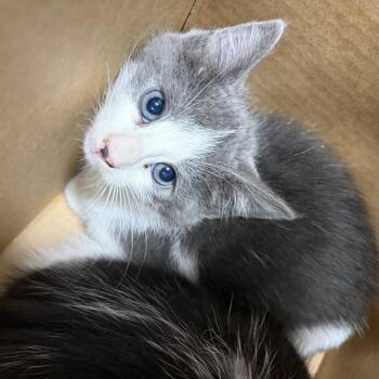 AHNJ-Stray-120803 -  Domestic Short Hair Cat for Adoption in Newark, New Jersey - AHNJ-Stray-120803 | PetCurious