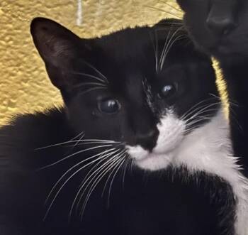 Shakira -  Domestic Short Hair Cat for Adoption in Golden, Colorado - Shakira | PetCurious