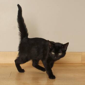 Grebe C70880 -  Domestic Short Hair Cat for Adoption in Minnetonka, Minnesota - Grebe C70880 | PetCurious