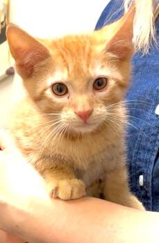 Rescue Domestic Short Hair Cats for Adoption in Great Neck, New York - London | PetCurious