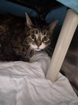 Rescue Domestic Short Hair Cats for Adoption in Montreal, Quebec - Catbus | PetCurious