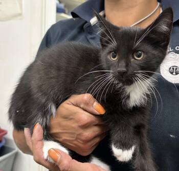 Kitten 1 -  Domestic Short Hair Cat for Adoption in Mansfield, Connecticut - Kitten 1 | PetCurious