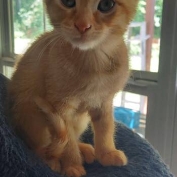 Simba -  Domestic Short Hair Cat for Adoption in Roxbury Township, New Jersey - Simba | PetCurious