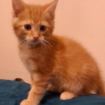 Mango -  American Shorthair Cat Available for Adoption in Bethel, Connecticut - Mango | PetCurious