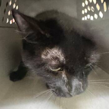 Jimmy -  Domestic Short Hair Cat for Adoption in Galveston, Texas - Jimmy | PetCurious