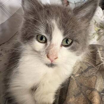 Shasta - A Lovebug -  Domestic Medium Hair Cat for Adoption in Hamilton, Ontario - Shasta - A Lovebug | PetCurious