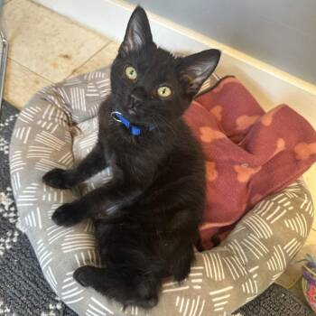 Tippy CAQ -  Domestic Short Hair and Manx Cat for Adoption in Union, Missouri - Tippy CAQ | PetCurious