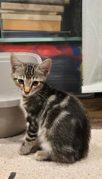 Bram Stoker -  Tabby Cat for Adoption in San Juan Capistrano, California - Bram Stoker | PetCurious