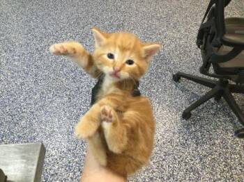 Domestic Short Hair Cats Available for Adoption in Thousand Palms, California - A1919540 | PetCurious