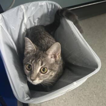 Domestic Short Hair Cats Available for Adoption - Suki | PetCurious