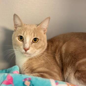 Rowan -  Domestic Short Hair Cat for Adoption in Sarasota, Florida - Rowan | PetCurious