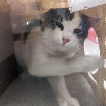 Domestic Short Hair Cats Available for Adoption in Philadelphia, Pennsylvania - Jasper Maddox | PetCurious