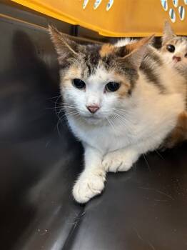 Rescue Domestic Short Hair Cats for Adoption in Westminster, Maryland - CELESTE | PetCurious