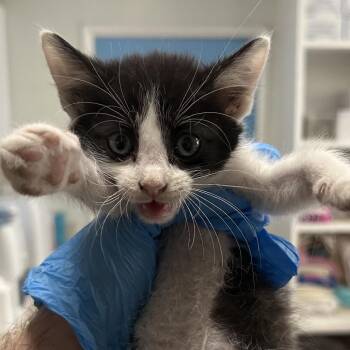 R4 Enoki Roswell -  Domestic Short Hair Cat for Adoption in Denver, Colorado - R4 Enoki Roswell | PetCurious