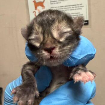 Mabeline -  Domestic Short Hair Cat for Adoption in Yuma, Arizona - Mabeline | PetCurious