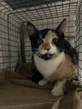 Honey Crisp -  Domestic Short Hair Cat for Adoption in Bolton, Ontario - Honey Crisp | PetCurious