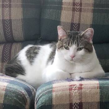Ryder -  Domestic Short Hair Cat for Adoption in Mondovi, Wisconsin - Ryder | PetCurious
