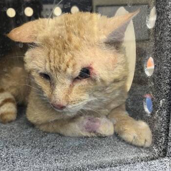 Domestic Short Hair Cats Available for Adoption in Galveston, Texas - Stanley | PetCurious