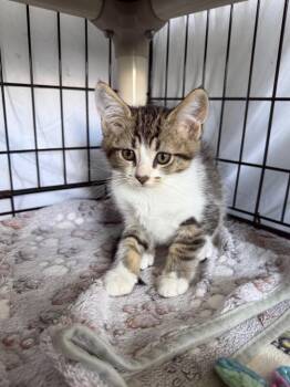 Hugo -  Domestic Short Hair Cat for Adoption in Hartford City, Indiana - Hugo | PetCurious