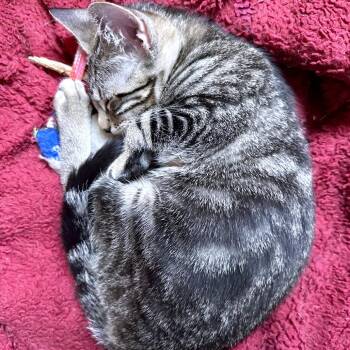 Domestic Short Hair Cats Available for Adoption in Austin, Texas - Olympia 2 | PetCurious