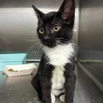 Crown Apple -  Domestic Short Hair Cat for Adoption in Carencro, Louisiana - Crown Apple | PetCurious