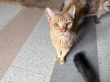 Talkin Tim -  Domestic Short Hair Cat for Adoption in Carson City, Nevada - Talkin Tim | PetCurious