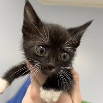 Jolene -  Domestic Short Hair Cat for Adoption in Indianapolis, Indiana - Jolene | PetCurious